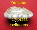 Cypraea,talostolida, pellucens, Zanzibar